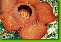 Rafflesia, the largest flower in the world