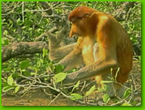 Malaysian proboscis monkey
