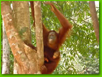 Mother & child of the Malaysia Rainforests