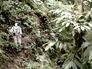 Jungle Stories Part 1: 
Jodi's Jungle Adventures 2002: (3 parts)
My first experience in the Born