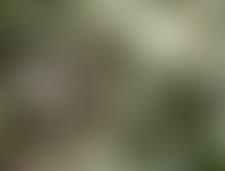 Jungle Stories Part 1: 
Jodi's Jungle Adventures 2002: (3 parts)
My first experience in the Born