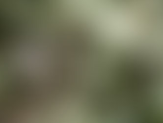 Jungle Stories Part 1: 
Jodi's Jungle Adventures 2002: (3 parts)
My first experience in the Born