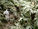 Jungle Stories Part 1: 
Jodi's Jungle Adventures 2002: (3 parts)
My first experience in the Born