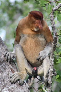 Proboscis
