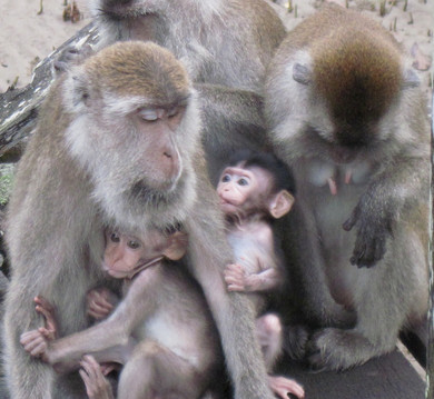 _Baby macaques feeding