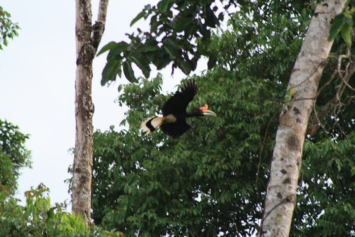 Hornbill in flight_Luca