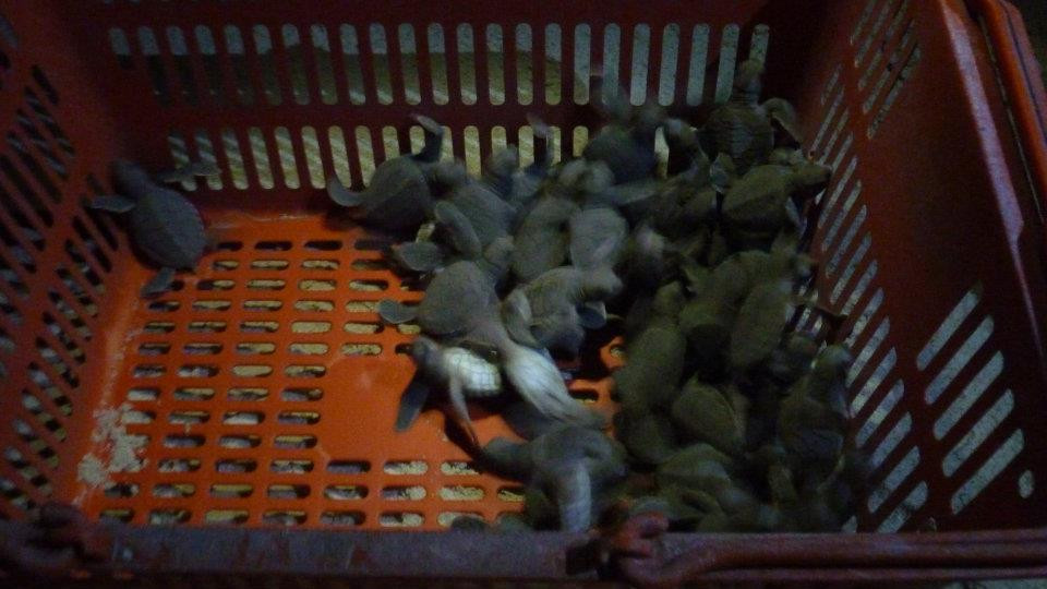 hatchlings copy