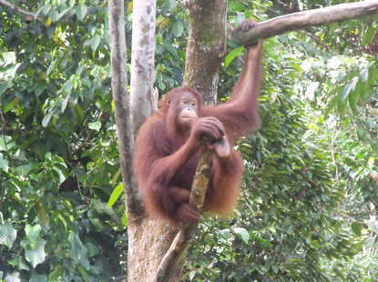orang & foot