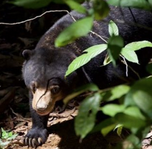 sun bear