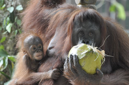 Mother & baby orang