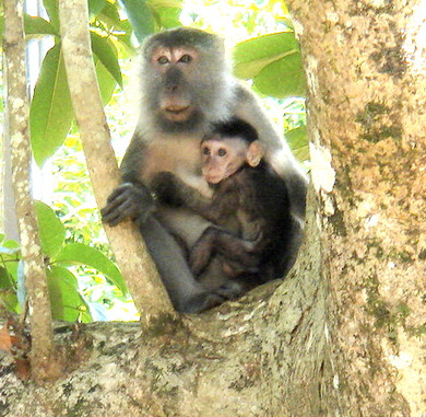 M&B macaque