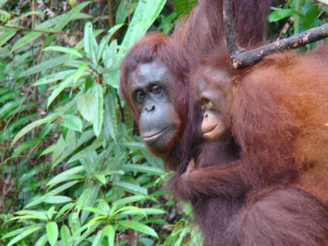 _client's orangutan foto