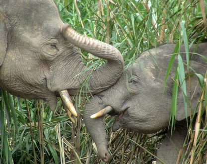 ME elephants
