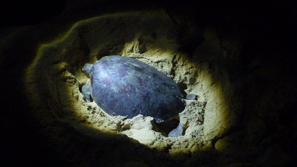 laying eggs