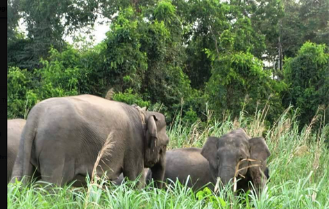 more elephants