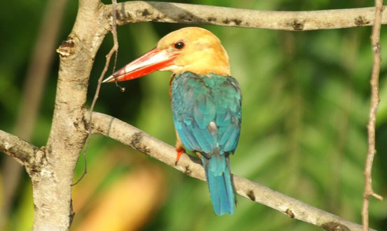 colette' sbird