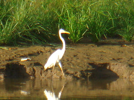 stork